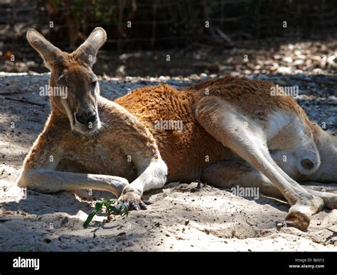 Kangaroo Lying Down At Me Lbourne Zoo Victoria Australia Stock Photo