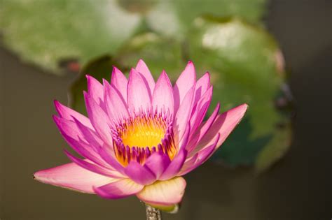 Lotus Flower Hd Wallpapers Hd Wallpapers High