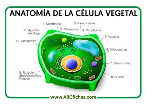 Celula Vegetal Y Funciones De Sus Organelos Acido Images And Photos