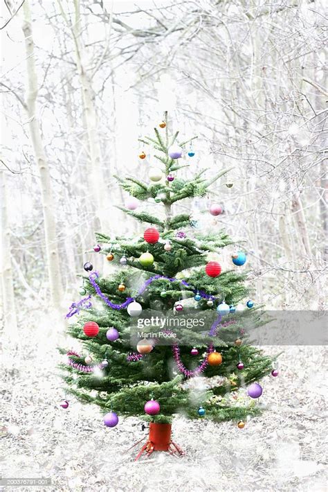 Christmas Tree In Snowy Landscape High Res Stock Photo Getty Images