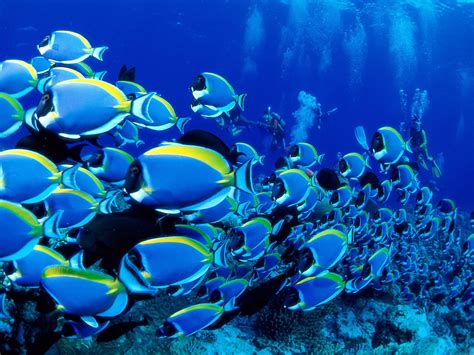 Beautiful Underwater Sea Fishes Hd Pictures Npicx We Share