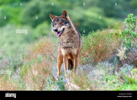 Iberia Wolf Canis Lupus Signatus Stock Photo Alamy
