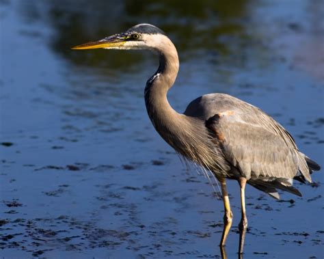 Great Blue Heron And Great White Egret Birds In