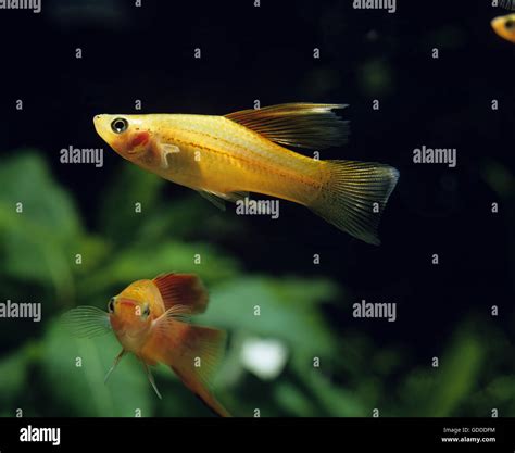 Swordtail Fish Xiphophorus Helleri Stock Photo Alamy