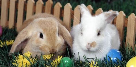 Lapin paques poème lapins théodore de banville textes jeux de lecture et multiplication. Le lapins aux oeufs d'or : le magazine Bibouille en ligne