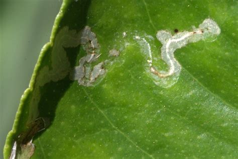 Citrus Growing Guide Part 5 Citrus Pests Diseases And Problems In