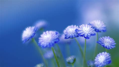 blue flower wallpaper 60 pictures