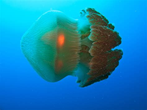 Most Deadly Jellyfish On Earth The Earth Images Revimageorg
