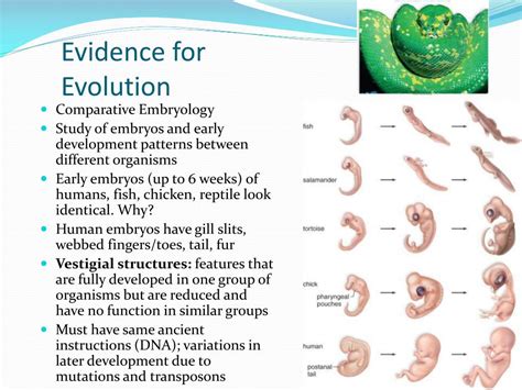 PPT - Evolution: descent with modification PowerPoint Presentation ...