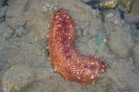 Sea Cucumbers — Caretakers Or Troublemakers