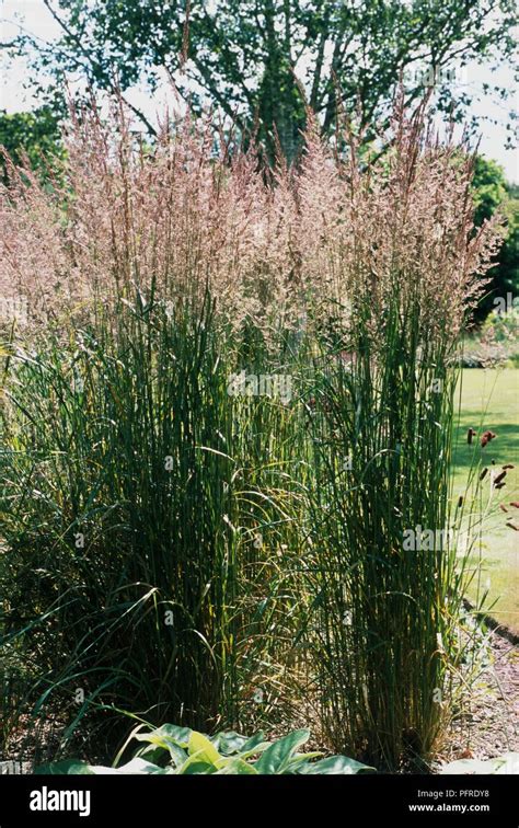 Calamagrostis Karl Foerster Feather Redd Grass Tall Clump Forming