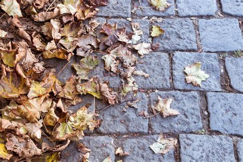 Yellow Autumn Leaves Lying On The Paving Stones Stock Photo Image Of
