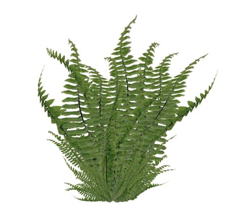 Leaves clipart fern, Leaves fern Transparent FREE for download on png image