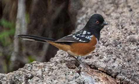 Spotted Towhee | San Diego Bird Spot