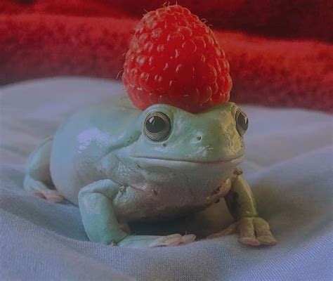 Frog With Rasberry Hat 𓆏 In 2021 Pet Frogs Cute Frogs Frog Pictures