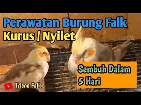 Cara Merawat Burung Falk Nyilet Kurus Youtube