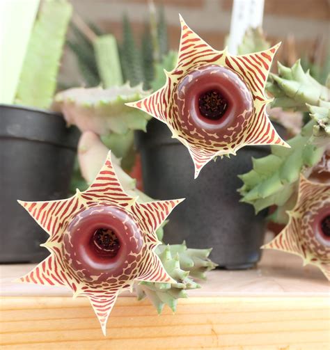 Huernia Zebrina Christmas Ornaments Holiday Decor Holiday