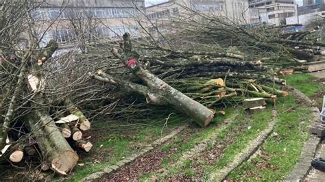 Environment Court Injunction Served After 110 Trees Cut Down In
