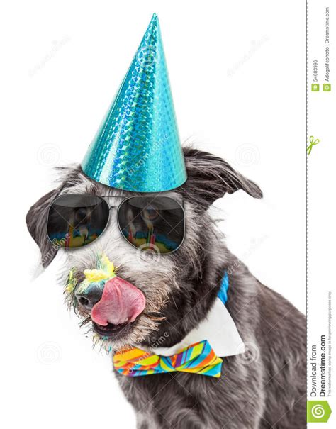 Funny Dog Eating Birthday Cake Stock Photo Image Of