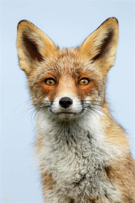 That Foxy Face Photograph By Roeselien Raimond