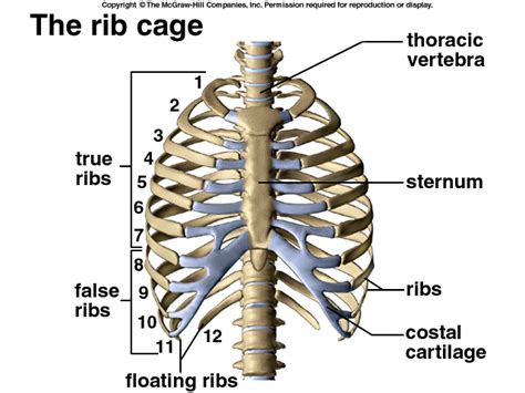 The structure is rigid enough to protect the organs inside it but can expand when you inhale. rib cage | Nursing study tips, Medical information, Body ...
