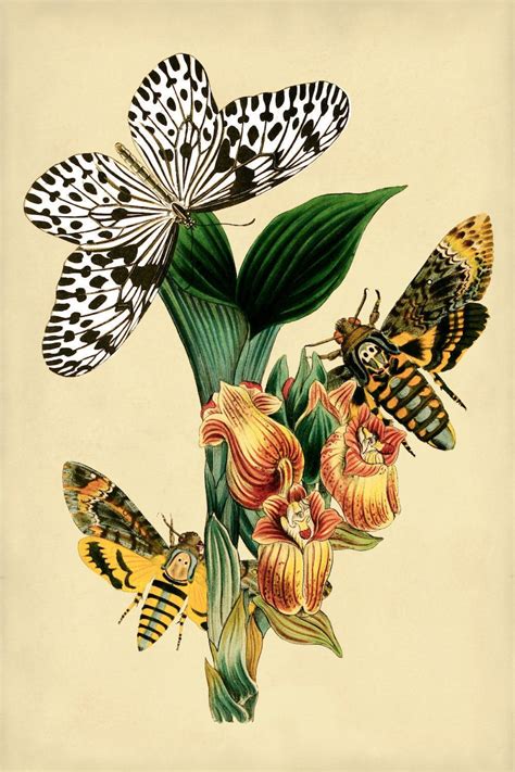 Botanical Print Botanical Poster Butterfly Print Etsy