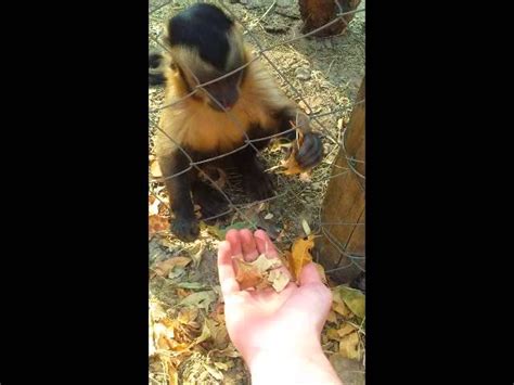 Monkey Teaches Human How To Crush Leaves Cutetubevideos