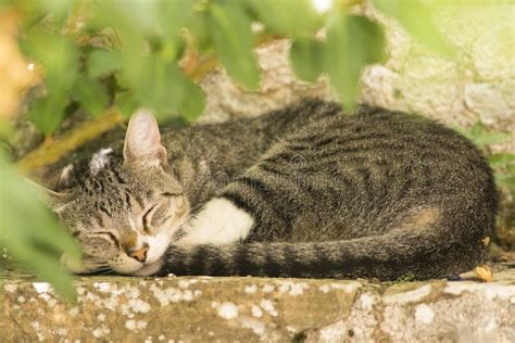 Tabby Cat Sleeping Outdoors Stock Photo Image Of Garden Plants