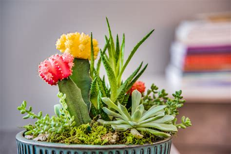 Meet Melissa | Counseling Solutions of Texas