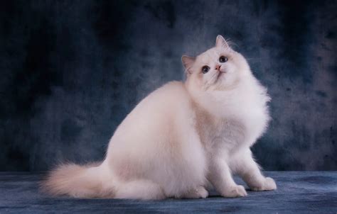 Обои кошка кот взгляд морда поза белая голубые глаза сидит киса