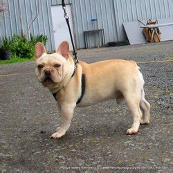 French bulldogs, frenchbos, frenchtons, faux frenchies, puppies/ dogs 4 sale from oregon breeder. Umpqua Valley Kennels French Bulldogs - 74 Photos & 11 ...