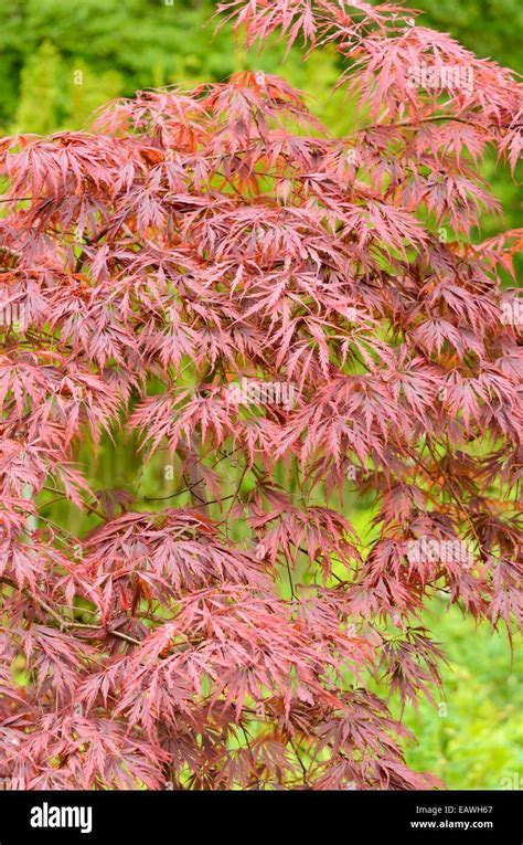 Japanese Maple Acer Palmatum Dissectum Tamukeyama Stock Photo Alamy