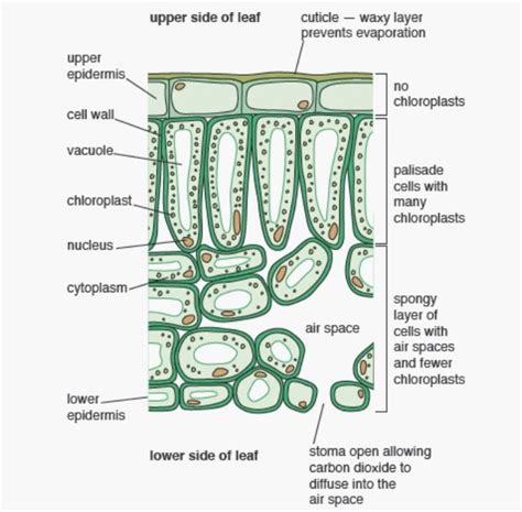 Identify The Plant Tissues In The Three Images