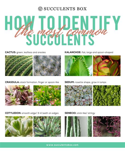 Succulent Vine Identification Best Succulent Ideas