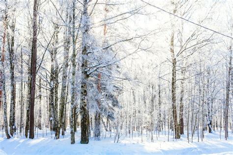 Frosty Trees In Snowy Forest Cold Weather In Sunny Morning Stock Photo