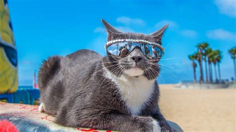 Bagel Aka Sunglass Cat Is Here To Win Hearts Youtube