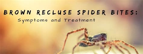Physical Effects And Treatment Of A Brown Recluse Spider Bite Fast