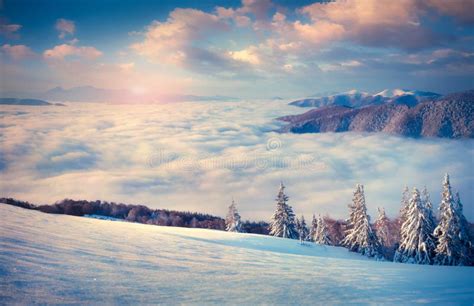 Beautiful Winter Sunrise In The Foggy Mountains Stock Photo Image Of