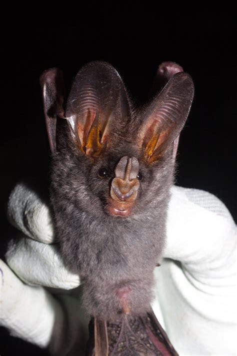Lesser False Vampire Bat Bat Species Bat Vampire Bat