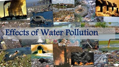 Water pollution affects plant and animal life effects: Effects of water pollution