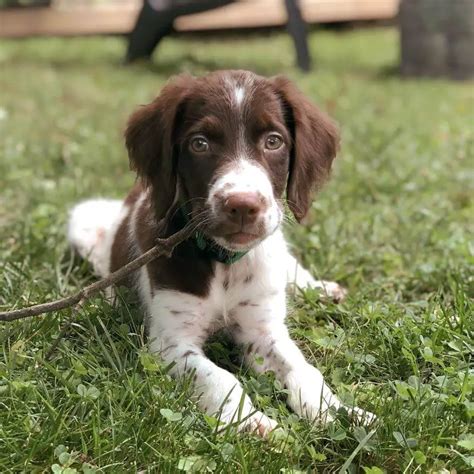 15 Photos Of Brittany Puppies That Make Everyone Fall In Love