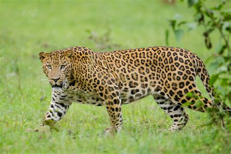 Filenagarhole Kabini Karnataka India Leopard September 2013 Wikimedia Commons