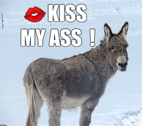 Kiss My Donkey Ass