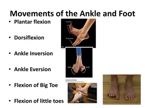 Ppt Ankle And Foot Joint Powerpoint Presentation Id