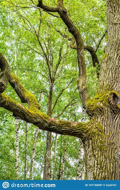 Mossy Trunk Of Mighty Ancient Oak Tree In Summer Forest Oak Bark