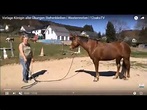Königin aller Horsemanship Übungen: Dem Pferd das ruhig stehen bleiben ...
