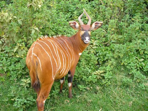 Bongo Antelope A Stamp A Day