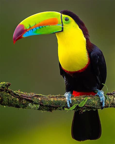 Keel Billed Toucan 彩虹巨嘴鸟 Rainforest Animals Pet Birds Keel Billed