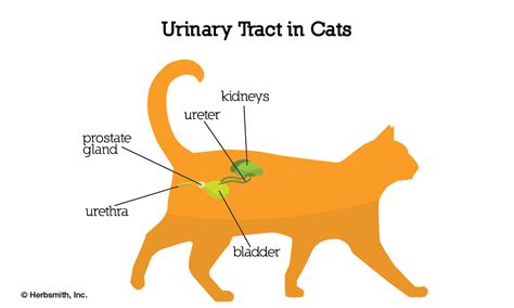 Flutd Feline Lower Urinary Tract Disease Cat Uti