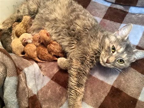 This Mama Cat Waited Until She Was Rescued To Give Birth To 6 Kittens